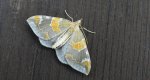Nacinek zorzyniak (Eulithis pyropata)