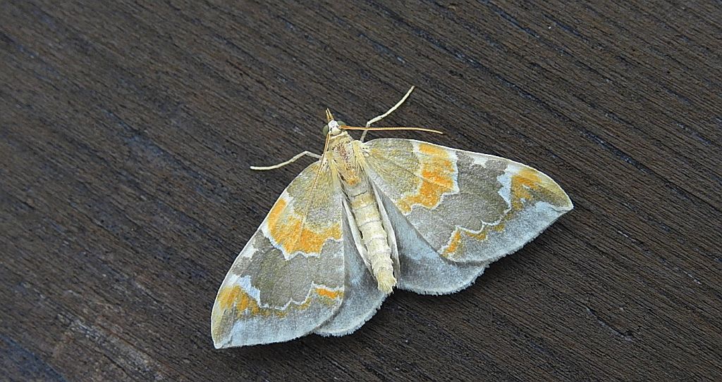 Nacinek zorzyniak (Eulithis pyropata)