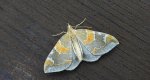 Nacinek zorzyniak (Eulithis pyropata)