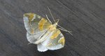 Nacinek zorzyniak (Eulithis pyropata)