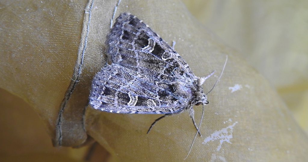 Naenia typica