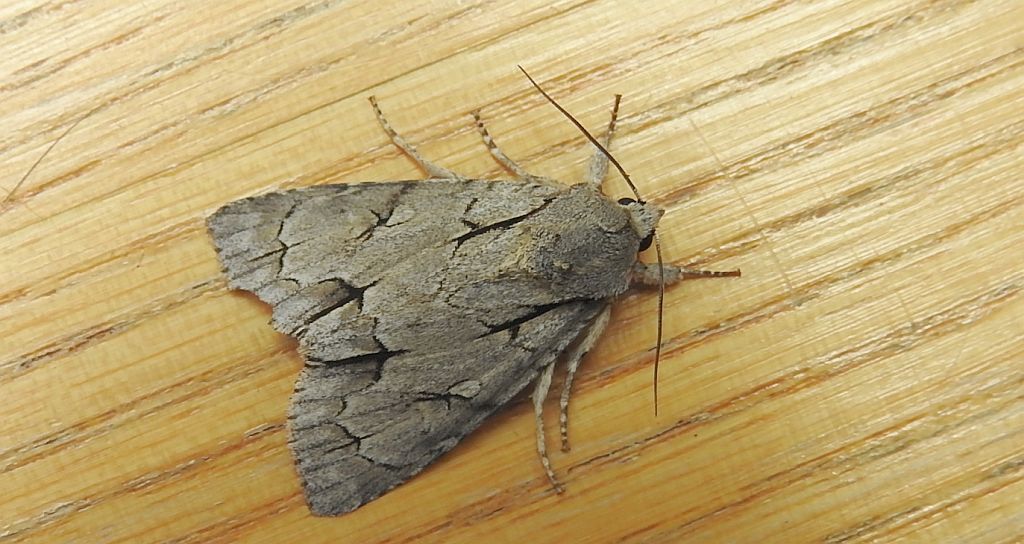 Wieczernica strzałówka (Acronicta psi)
