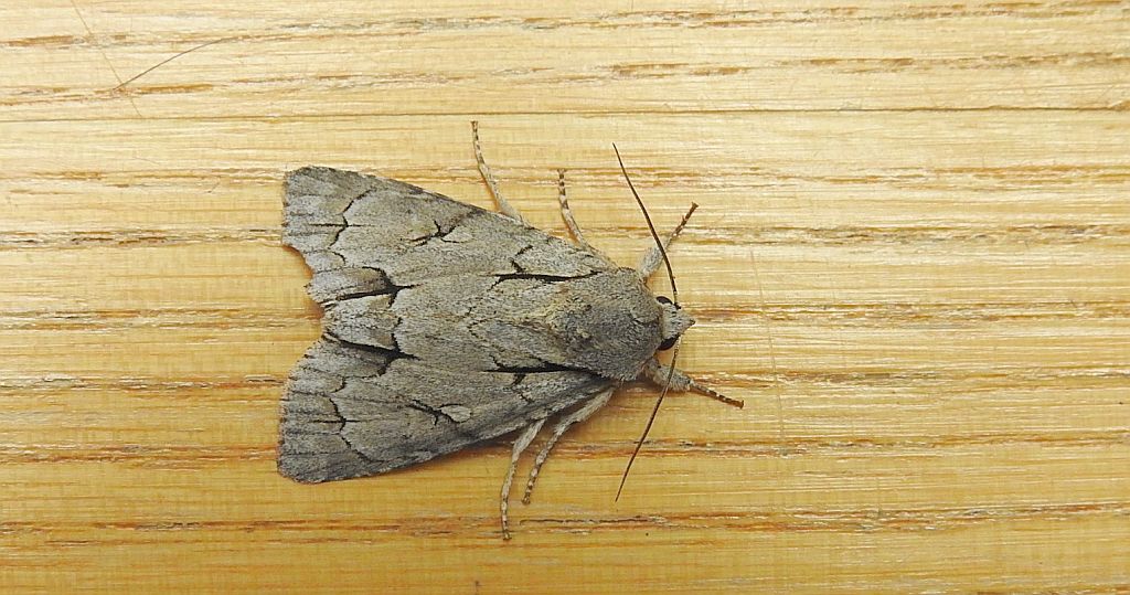 Wieczernica strzałówka (Acronicta psi)