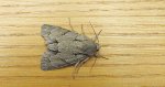 Wieczernica strzałówka (Acronicta psi)