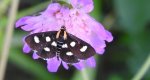 Anania funebris