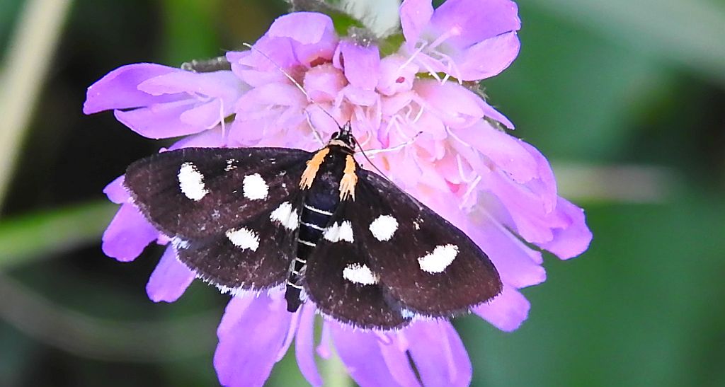 Anania funebris