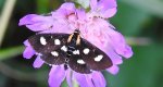 Anania funebris
