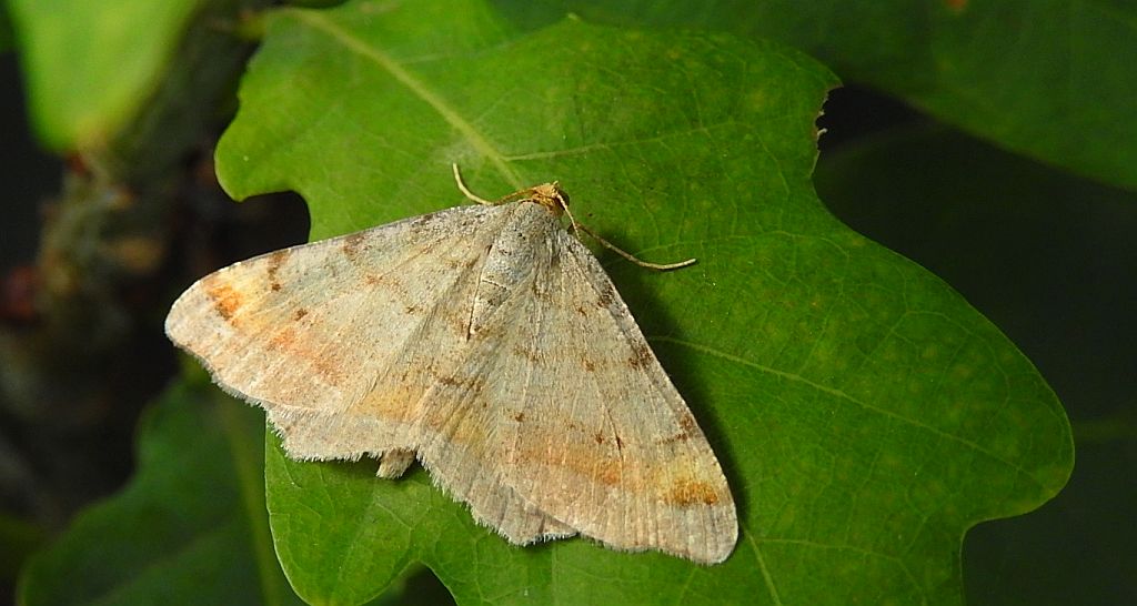 Witalnik sosnowiak (Macaria liturata)