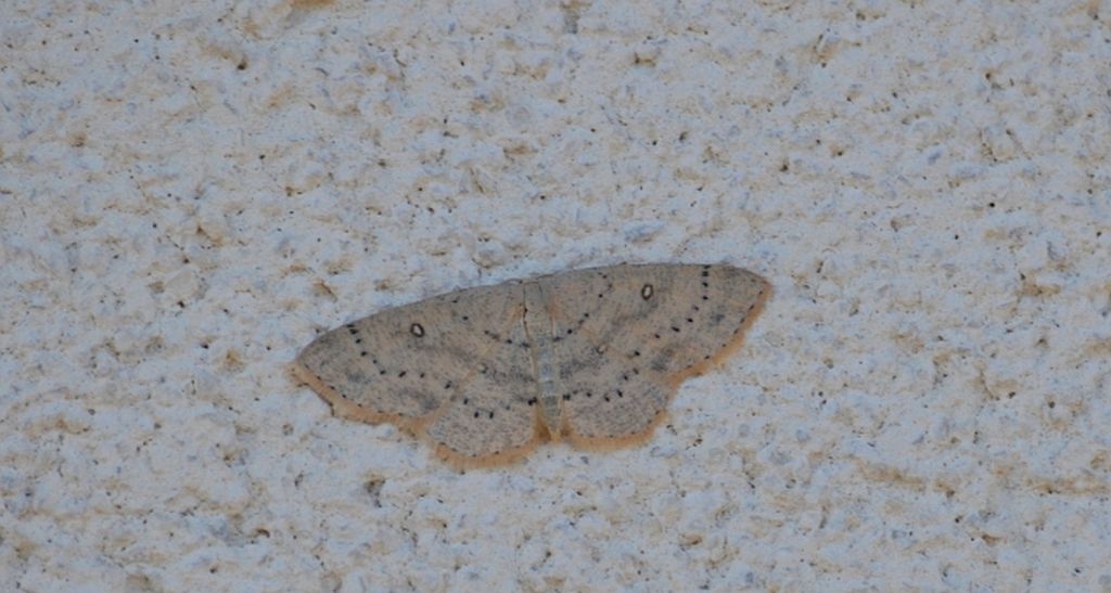 Świerzbik białokropek (Cyclophora albipunctata)