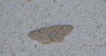 Świerzbik białokropek (Cyclophora albipunctata)