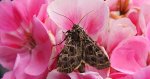 Sideridis reticulata