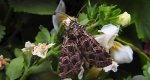 Sideridis reticulata