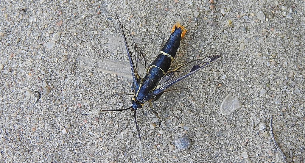 Przeziernik brzozowiec (Synanthedon scoliaeformis)
