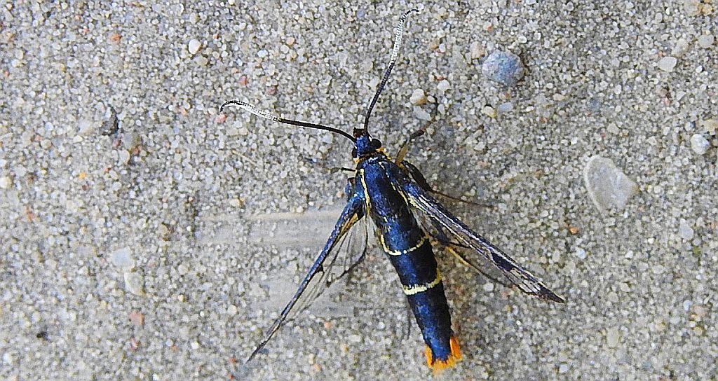 Przeziernik brzozowiec (Synanthedon scoliaeformis)