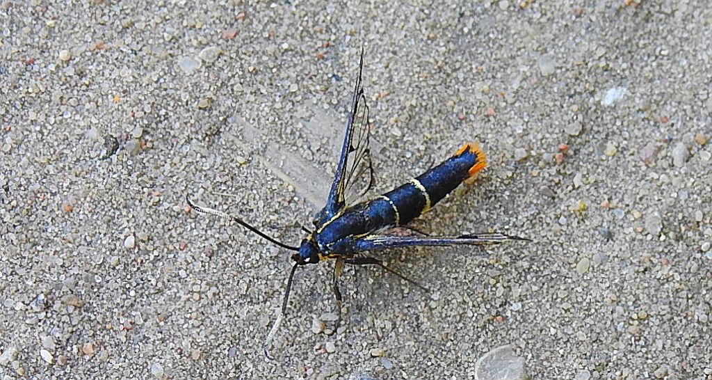 Przeziernik brzozowiec (Synanthedon scoliaeformis)