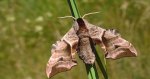 Nastrosz półpawik, gryzuń półpawik (Smerinthus ocellata syn. Smerinthus ocellatus)