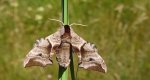 Nastrosz półpawik, gryzuń półpawik (Smerinthus ocellata syn. Smerinthus ocellatus)