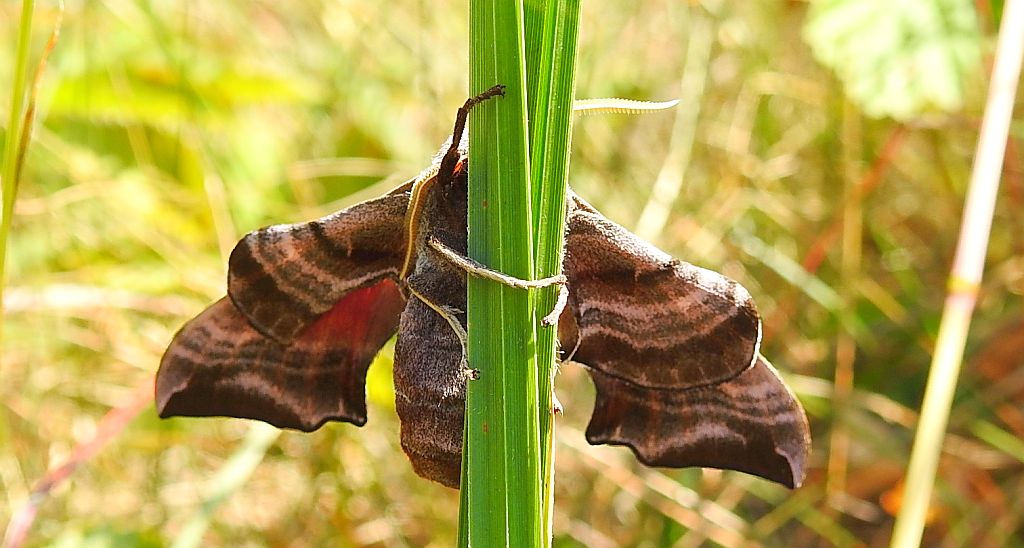 Nastrosz półpawik, gryzuń półpawik (Smerinthus ocellata syn. Smerinthus ocellatus)