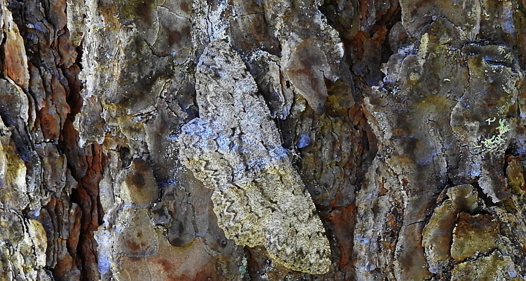 Przylepek nakropek (Hypomecis punctinalis)