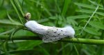 Szewnica miętówka (Spilosoma lubricipeda)