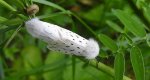 Szewnica miętówka (Spilosoma lubricipeda)