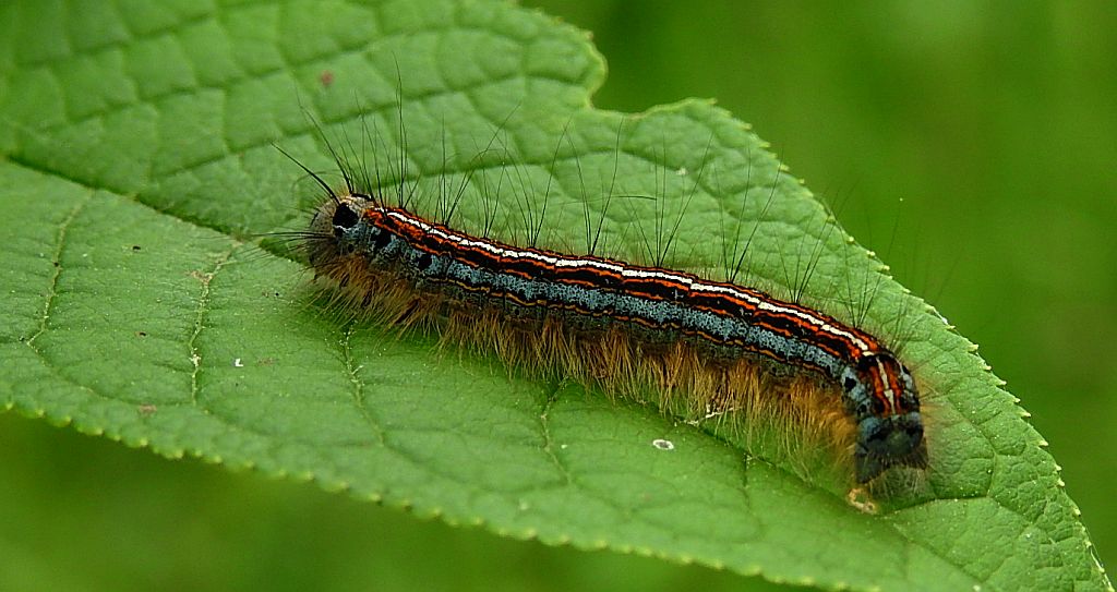 Barczatka pierścieniówka, pierścienica nadrzewka (Malacosoma neustria syn. Malacosoma neustrium)