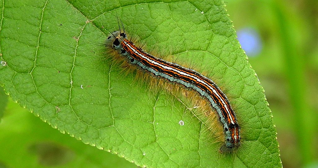 Barczatka pierścieniówka, pierścienica nadrzewka (Malacosoma neustria syn. Malacosoma neustrium)