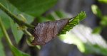 Wycinka jaszczurówka (Falcaria lacertinaria)