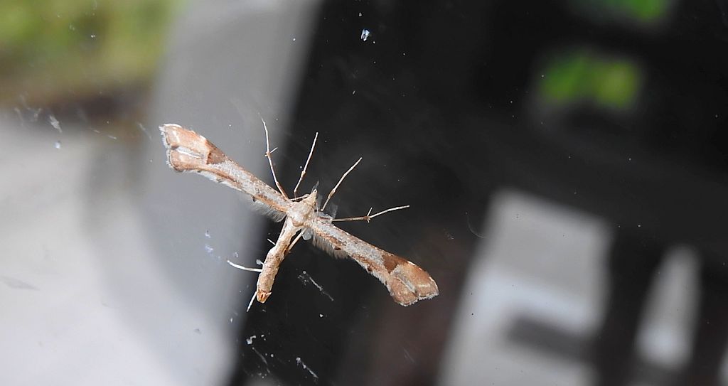 Piórolotek - Platyptilia gonodactyla