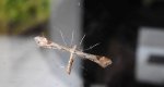 Piórolotek - Platyptilia gonodactyla