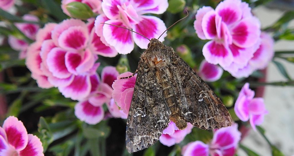 Piętnówka kapustnica (Mamestra brassicae)