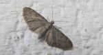 Grotnik pospolity (Eupithecia vulgata)