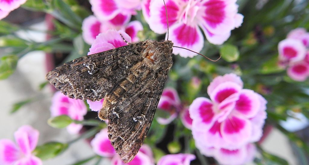 Piętnówka kapustnica (Mamestra brassicae)