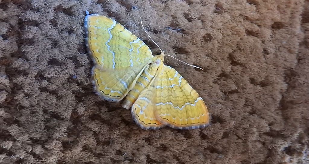 Paśnik goździeniak (Camptogramma bilineata)