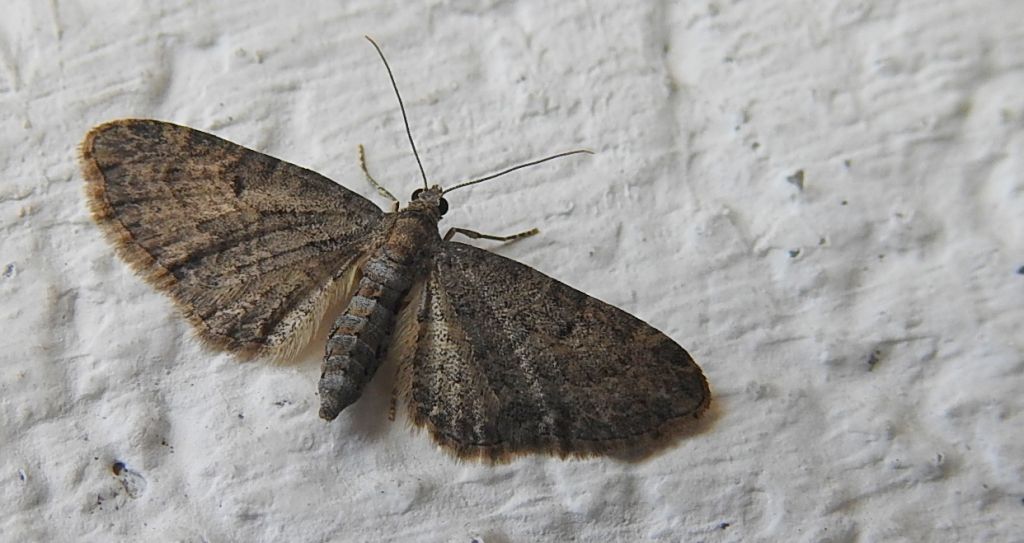 Grotnik pospolity (Eupithecia vulgata)