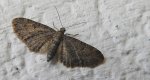 Grotnik pospolity (Eupithecia vulgata)