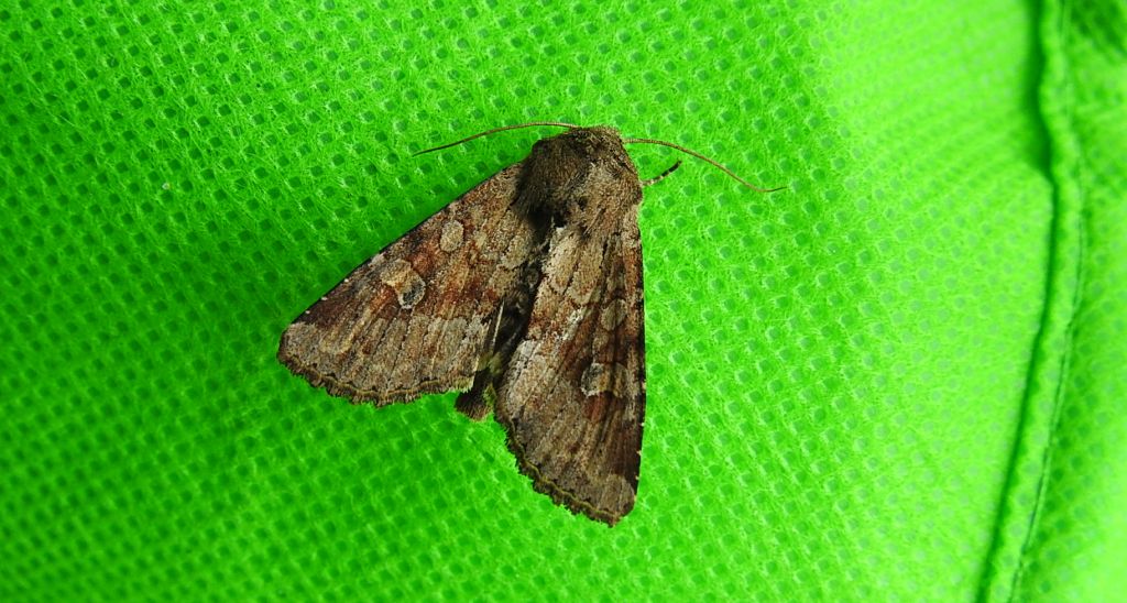 Sówka pszenicówka (Apamea sordens)