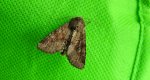 Sówka pszenicówka (Apamea sordens)