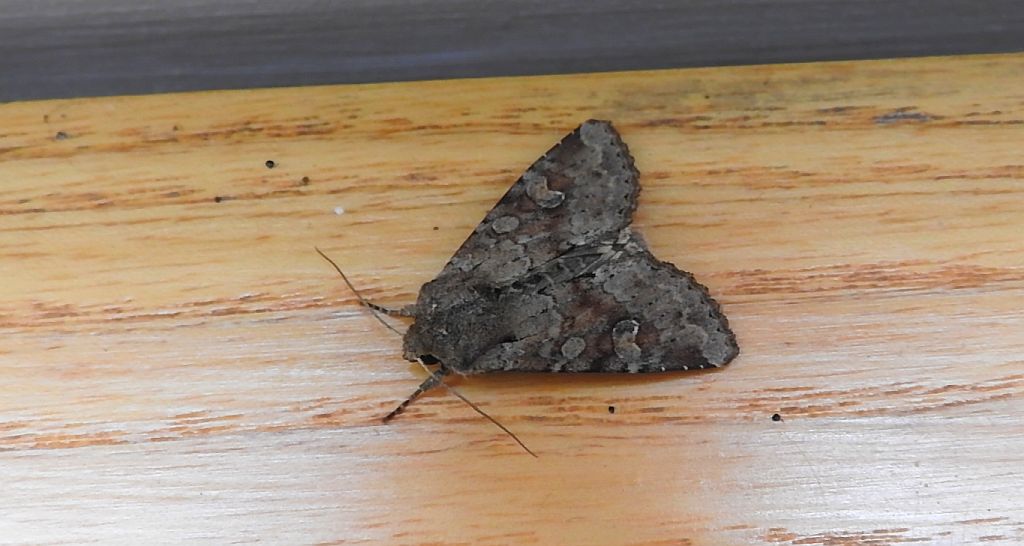 Sówka pszenicówka (Apamea sordens)