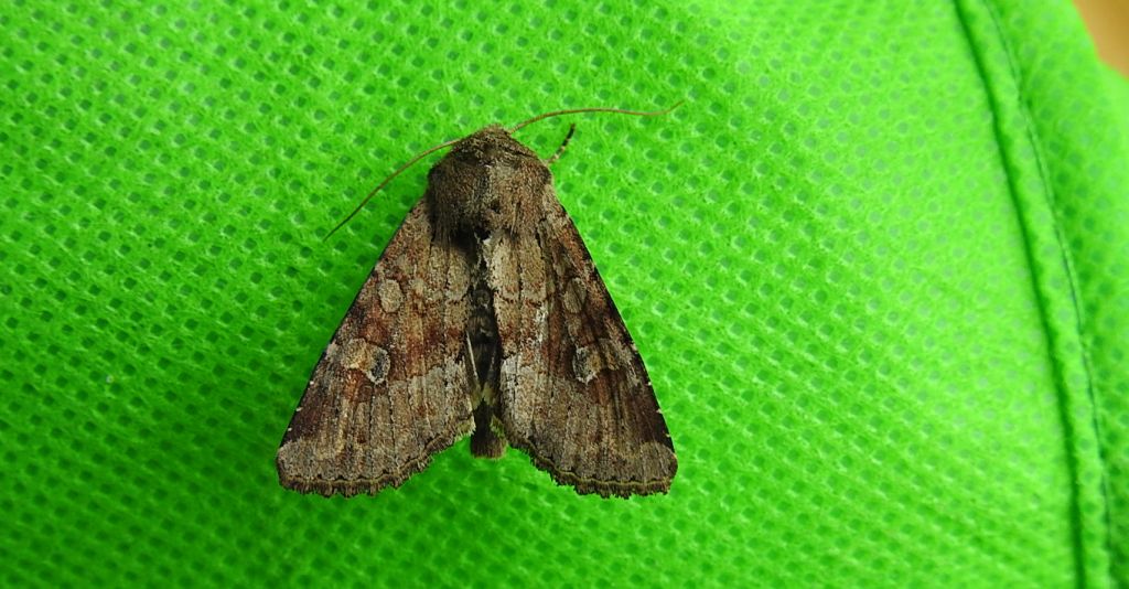 Sówka pszenicówka (Apamea sordens)