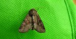 Sówka pszenicówka (Apamea sordens)