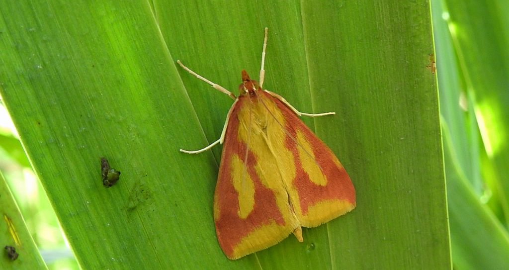 Ostrinia palustralis