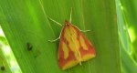 Ostrinia palustralis