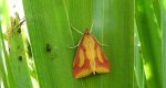 Ostrinia palustralis