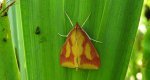 Ostrinia palustralis