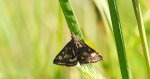 Pyrausta ostrinalis