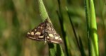 Pyrausta ostrinalis