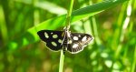 Anania funebris