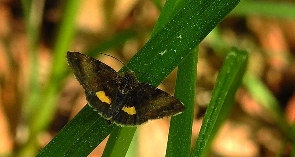 Sówka - Panemeria tenebrata