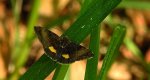 Sówka - Panemeria tenebrata